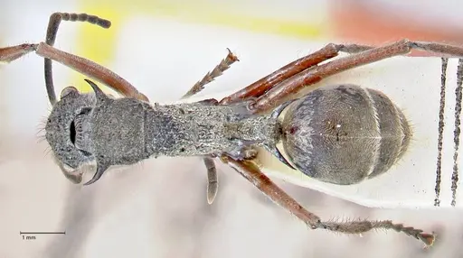 Polyrhachis curvispina specimen FOCOL2659 image focol2659_1