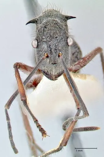 Polyrhachis curvispina specimen FOCOL2659 image focol2659_2