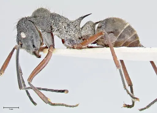 Polyrhachis curvispina specimen FOCOL2659 image focol2659_3