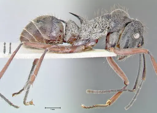 Polyrhachis curvispina specimen FOCOL2659 image focol2659_4