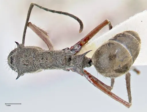 Polyrhachis curvispina specimen FOCOL2660 image focol2660_1
