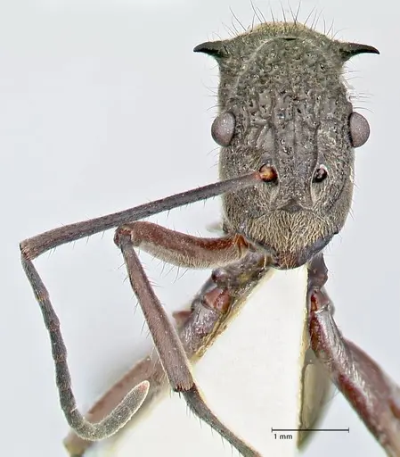 Polyrhachis curvispina specimen FOCOL2660 image focol2660_2