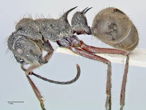 Polyrhachis curvispina specimen FOCOL2660 image focol2660_3