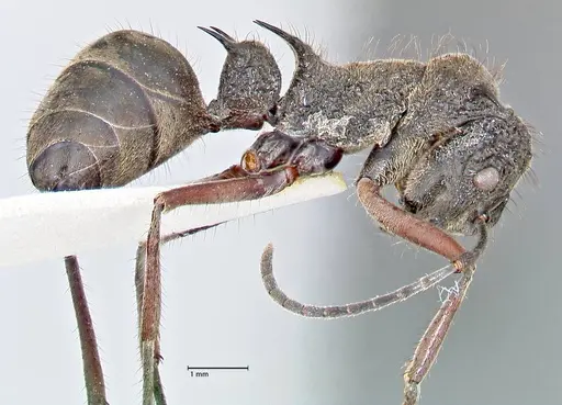 Polyrhachis curvispina specimen FOCOL2660 image focol2660_4
