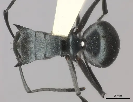 Polyrhachis cyaniventris specimen CASENT0217766 image casent0217766_1