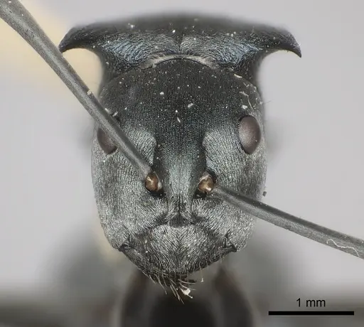 Polyrhachis cyaniventris specimen CASENT0217766 image casent0217766_2