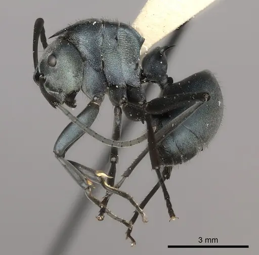 Polyrhachis cyaniventris specimen CASENT0217766 image casent0217766_3