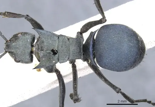 Polyrhachis cyaniventris specimen CASENT0903434 image casent0903434_1