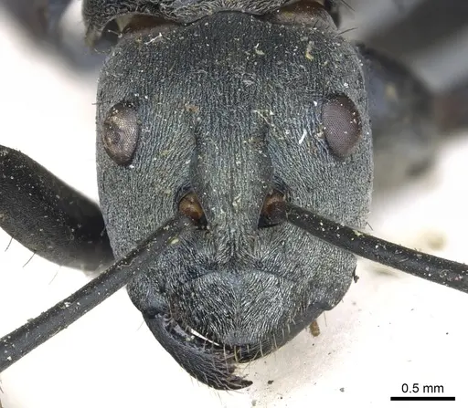 Polyrhachis cyaniventris specimen CASENT0903434 image casent0903434_2