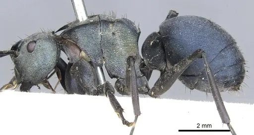 Polyrhachis cyaniventris specimen CASENT0903434 image casent0903434_4