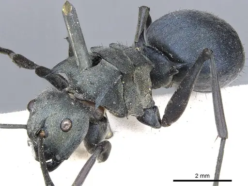 Polyrhachis cyaniventris specimen CASENT0903434 image casent0903434_5