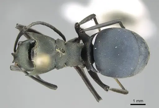 Polyrhachis cyaniventris specimen CASENT0919851 image casent0919851_1