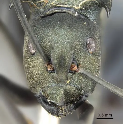 Polyrhachis cyaniventris specimen CASENT0919851 image casent0919851_2