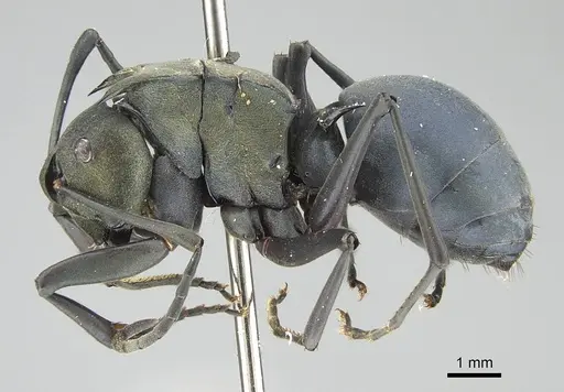 Polyrhachis cyaniventris specimen CASENT0919851 image casent0919851_3