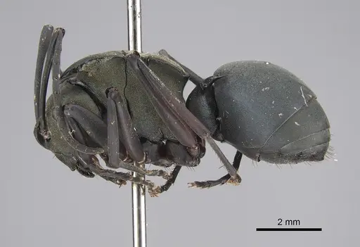 Polyrhachis cyaniventris specimen CASENT0923488 image casent0923488_1