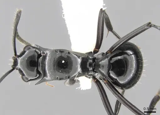 Polyrhachis cybele specimen CASENT0906802 image casent0906802_1