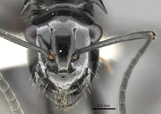Polyrhachis cybele specimen CASENT0906802 image casent0906802_2