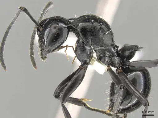 Polyrhachis cybele specimen CASENT0906802 image casent0906802_3