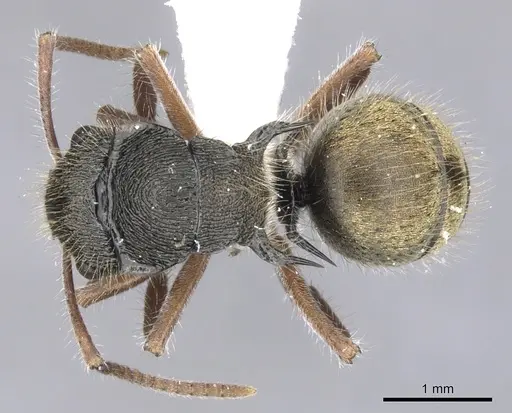 Polyrhachis cydista specimen CASENT0903350 image casent0903350_1