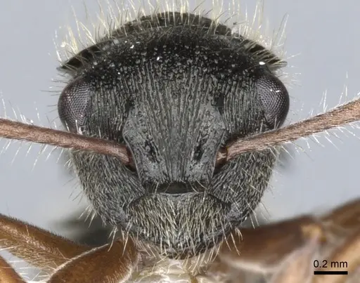 Polyrhachis cydista specimen CASENT0903350 image casent0903350_2