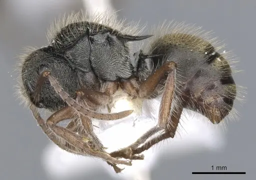 Polyrhachis cydista specimen CASENT0903350 image casent0903350_3