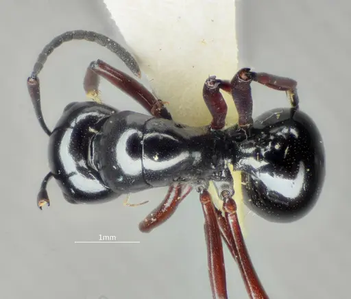 Polyrhachis cyphonota specimen ANTWEB1060619 image antweb1060619_1