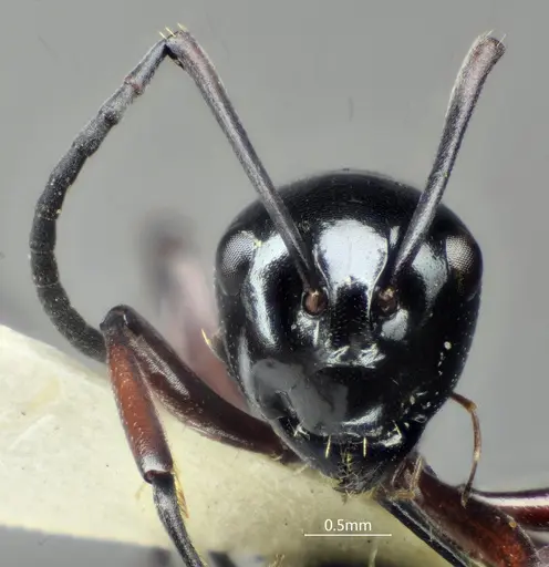 Polyrhachis cyphonota specimen ANTWEB1060619 image antweb1060619_2