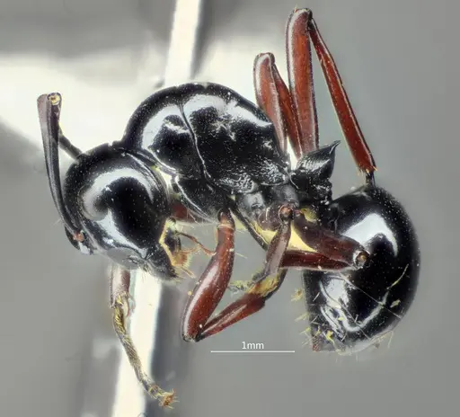 Polyrhachis cyphonota specimen ANTWEB1060619 image antweb1060619_3