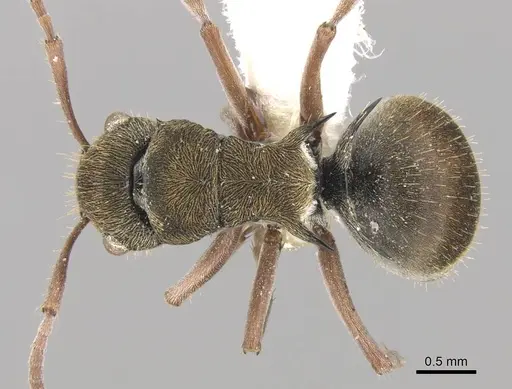Polyrhachis cyrus specimen CASENT0906745 image casent0906745_1