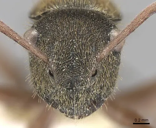 Polyrhachis cyrus specimen CASENT0906745 image casent0906745_2