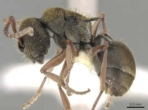Polyrhachis cyrus specimen CASENT0906745 image casent0906745_3