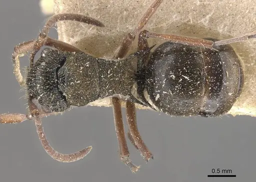 Polyrhachis cyrus specimen CASENT0910821 image casent0910821_1