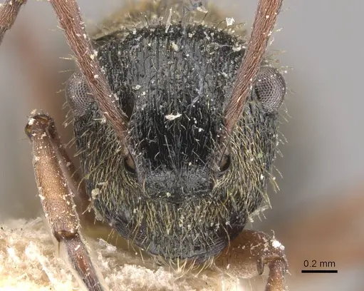 Polyrhachis cyrus specimen CASENT0910821 image casent0910821_2
