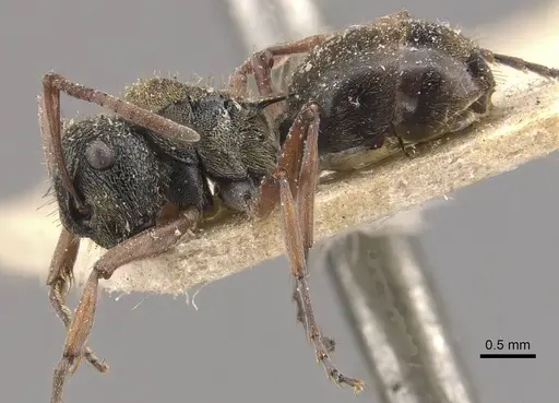 Polyrhachis cyrus specimen CASENT0910821 image casent0910821_3