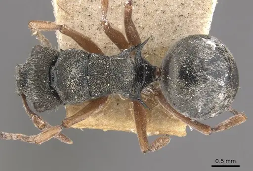 Polyrhachis cyrus specimen CASENT0910832 image casent0910832_1