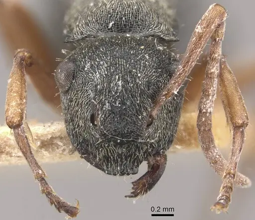 Polyrhachis cyrus specimen CASENT0910832 image casent0910832_2