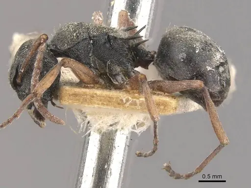 Polyrhachis cyrus specimen CASENT0910832 image casent0910832_3