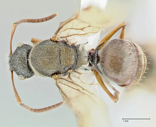 Polyrhachis cyrus specimen FOCOL2601-1 image focol2601-1_1
