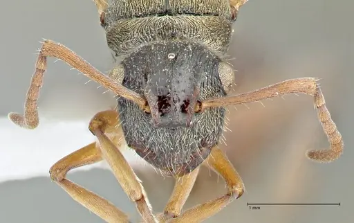 Polyrhachis cyrus specimen FOCOL2601-1 image focol2601-1_2