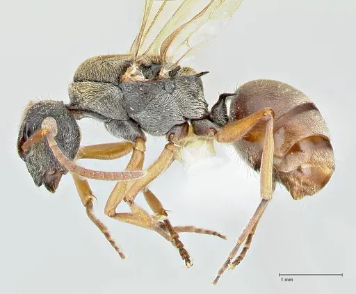 Polyrhachis cyrus specimen FOCOL2601-1 image focol2601-1_3
