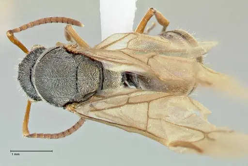 Polyrhachis cyrus specimen FOCOL2601-2 image focol2601-2_1