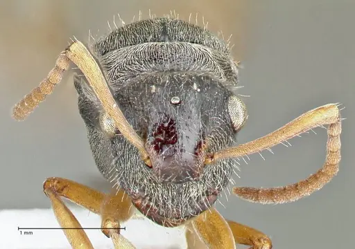 Polyrhachis cyrus specimen FOCOL2601-2 image focol2601-2_2