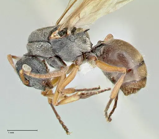 Polyrhachis cyrus specimen FOCOL2601-2 image focol2601-2_3