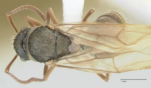 Polyrhachis cyrus specimen FOCOL2601-3 image focol2601-3_1