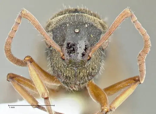 Polyrhachis cyrus specimen FOCOL2601-3 image focol2601-3_2