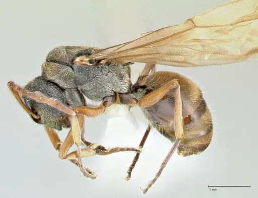 Polyrhachis cyrus specimen FOCOL2601-3 image focol2601-3_3