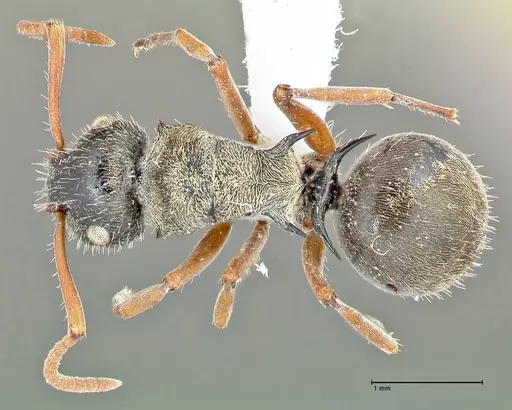 Polyrhachis cyrus specimen FOCOL2602-1 image focol2602-1_1