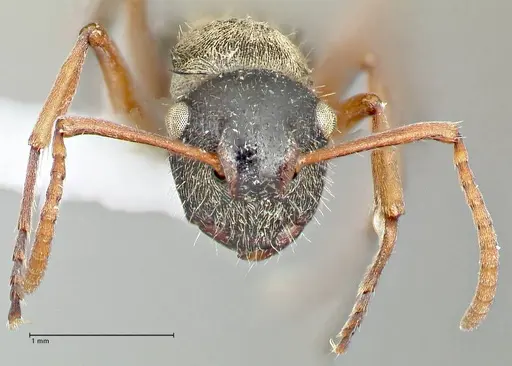 Polyrhachis cyrus specimen FOCOL2602-1 image focol2602-1_2
