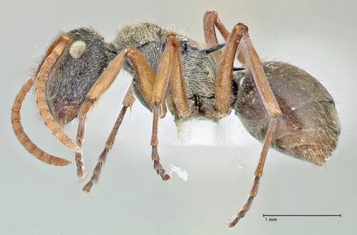 Polyrhachis cyrus specimen FOCOL2602-1 image focol2602-1_3