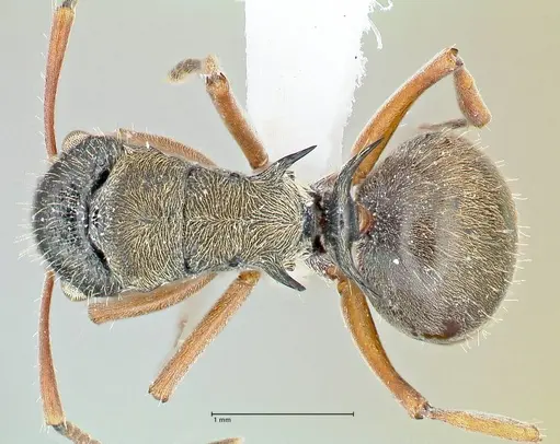 Polyrhachis cyrus specimen FOCOL2602-2 image focol2602-2_1